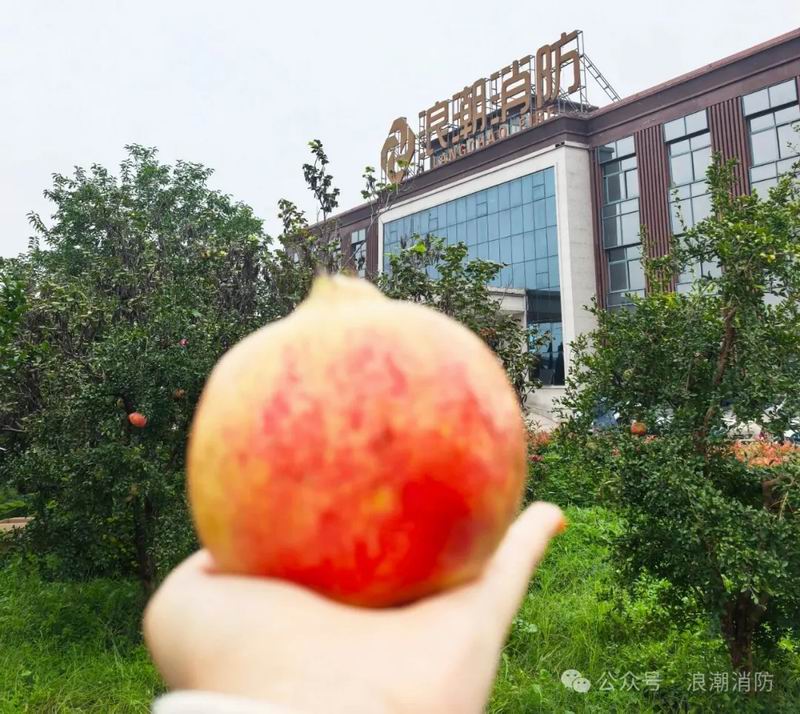 金秋十月摘石榴，我們把豐收與歡笑一起裝滿！